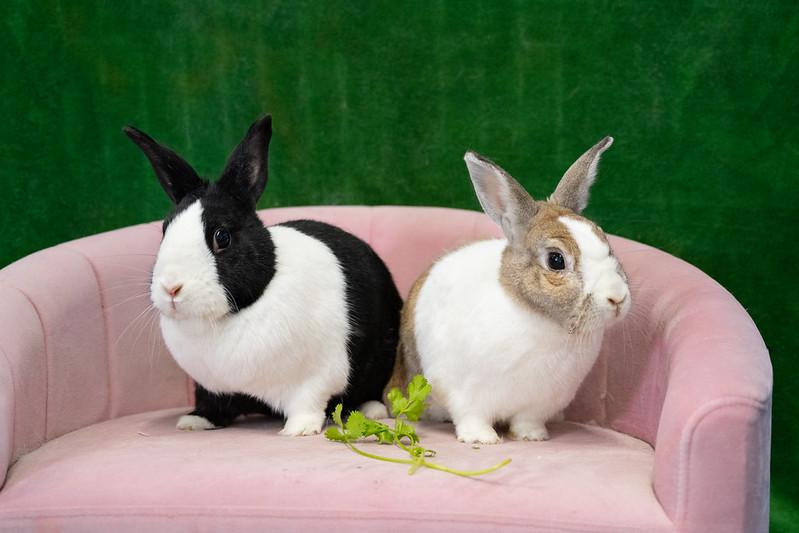 Enlarge Twyla & Maryland, a ADOPTABLE Dutch in Chicago, IL image 2/5
