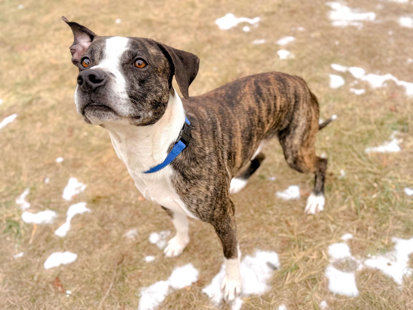 Ramsey, Adoptable, Adult Male Pit Bull Terrier.