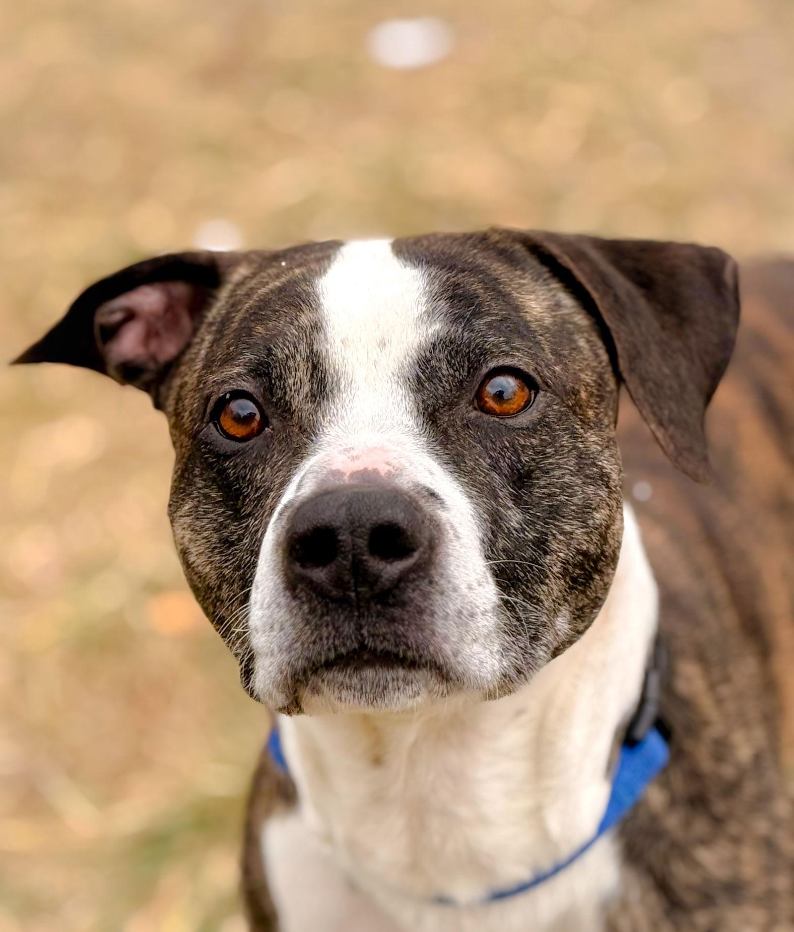 Ramsey, a Adoptable Pit Bull Terrier in Arlington, VT image 2/3