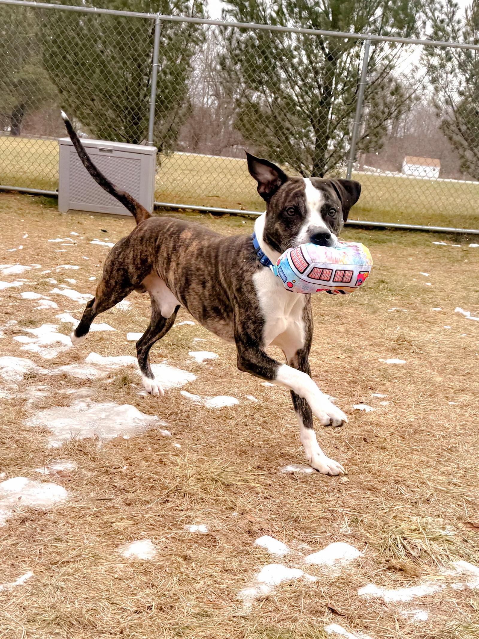 Ramsey, a Adoptable Pit Bull Terrier in Arlington, VT image 3/3
