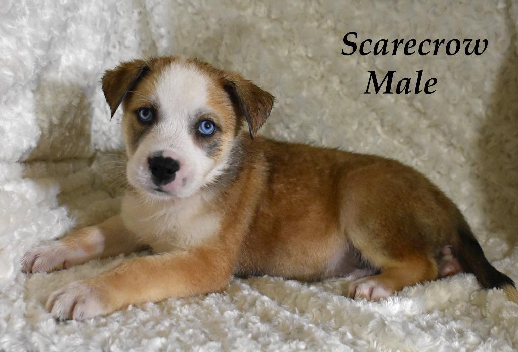 Scarecrow, Adoptable, Puppy Male Husky & Terrier.