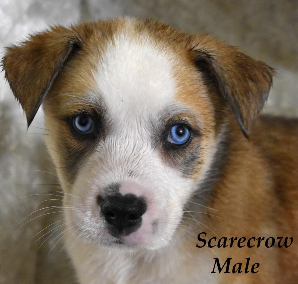 Enlarge Scarecrow, a Adoptable mixed breed in Springfield, OH image 2/6