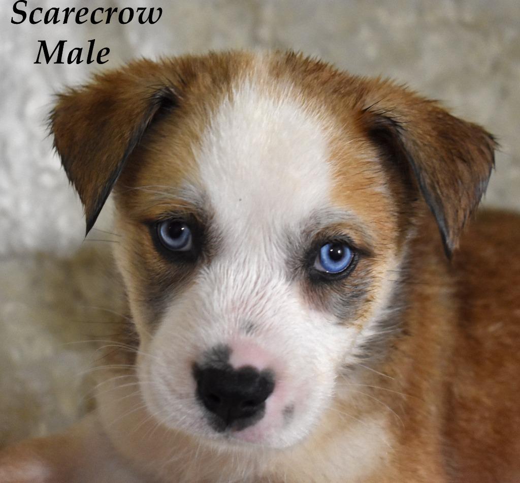 Enlarge Scarecrow, a Adoptable mixed breed in Springfield, OH image 3/6