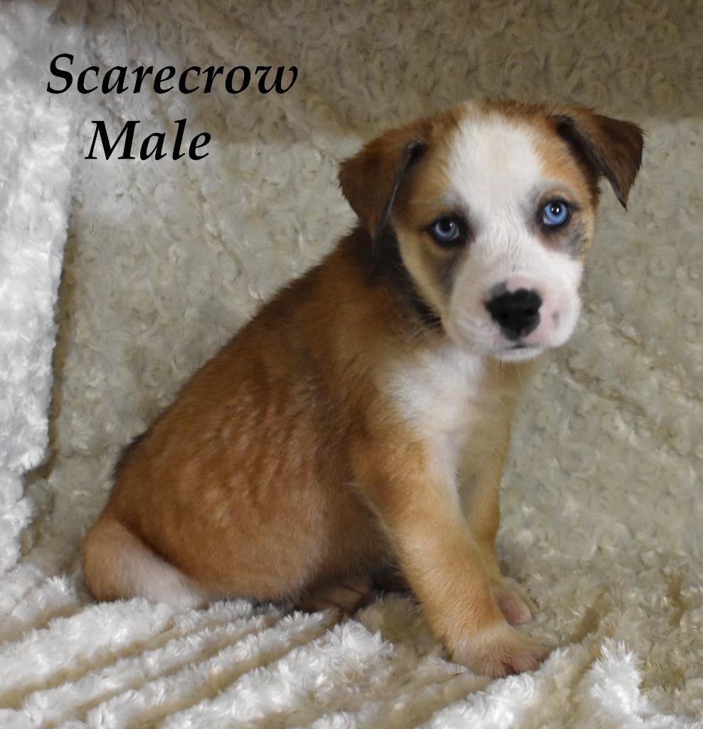 Enlarge Scarecrow, a Adoptable mixed breed in Springfield, OH image 5/6