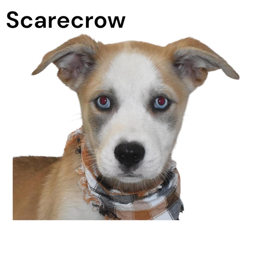 Enlarge Scarecrow, a Adoptable mixed breed in Springfield, OH image 6/6