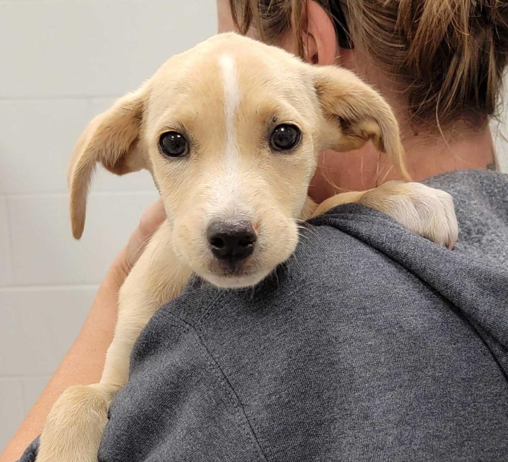Enlarge South Dakota, a Adoptable mixed breed in Chillicothe, OH image 1/1