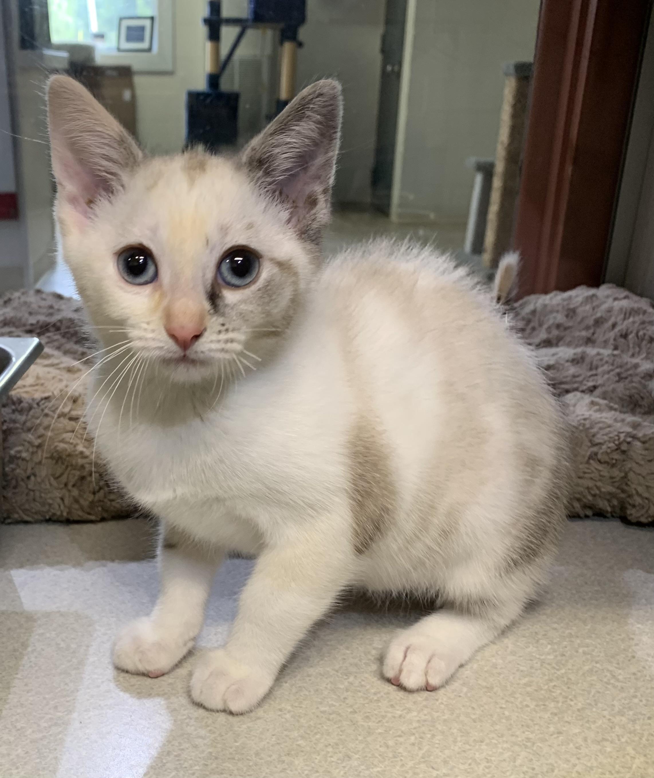 Luna, adopted, Kitten Female Domestic Short Hair & Siamese.