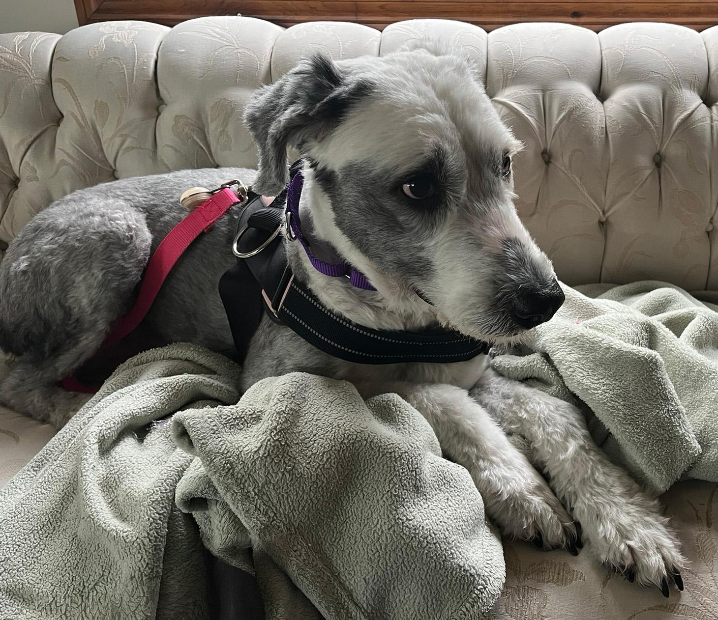 Lulu, a ADOPTABLE Old English Sheepdog in Lincoln, MA image 3/3