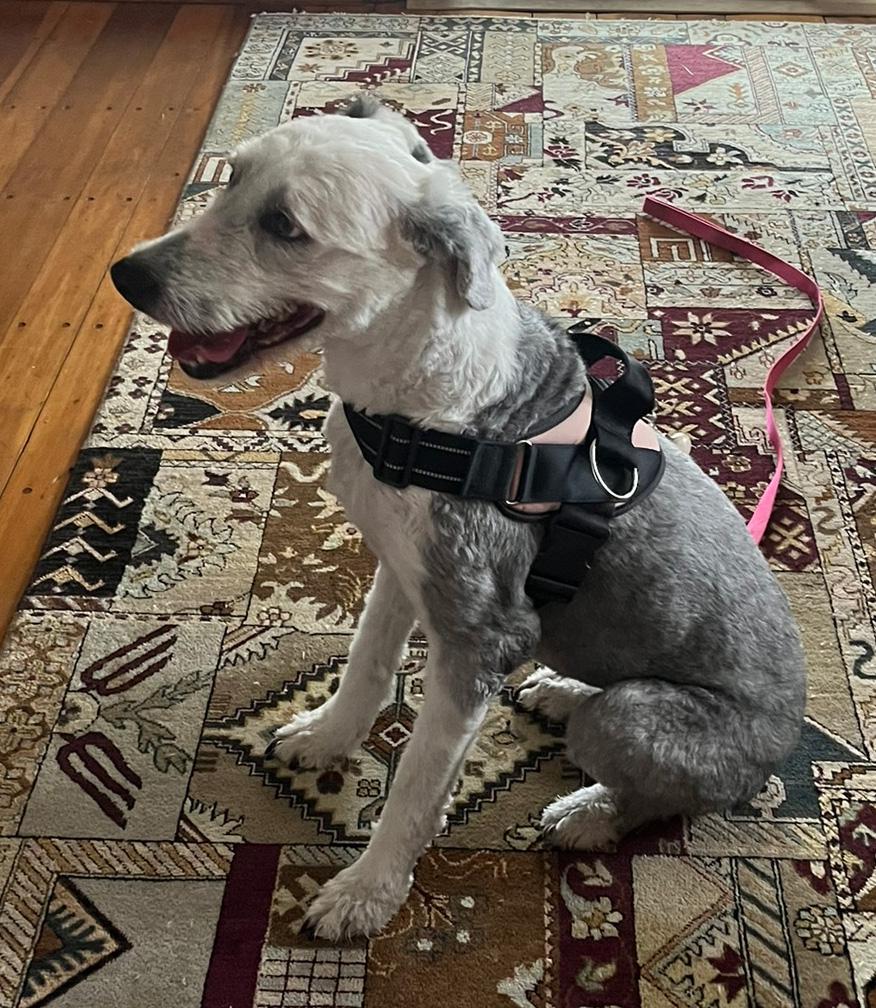Lulu, a ADOPTABLE Old English Sheepdog in Lincoln, MA image 2/3