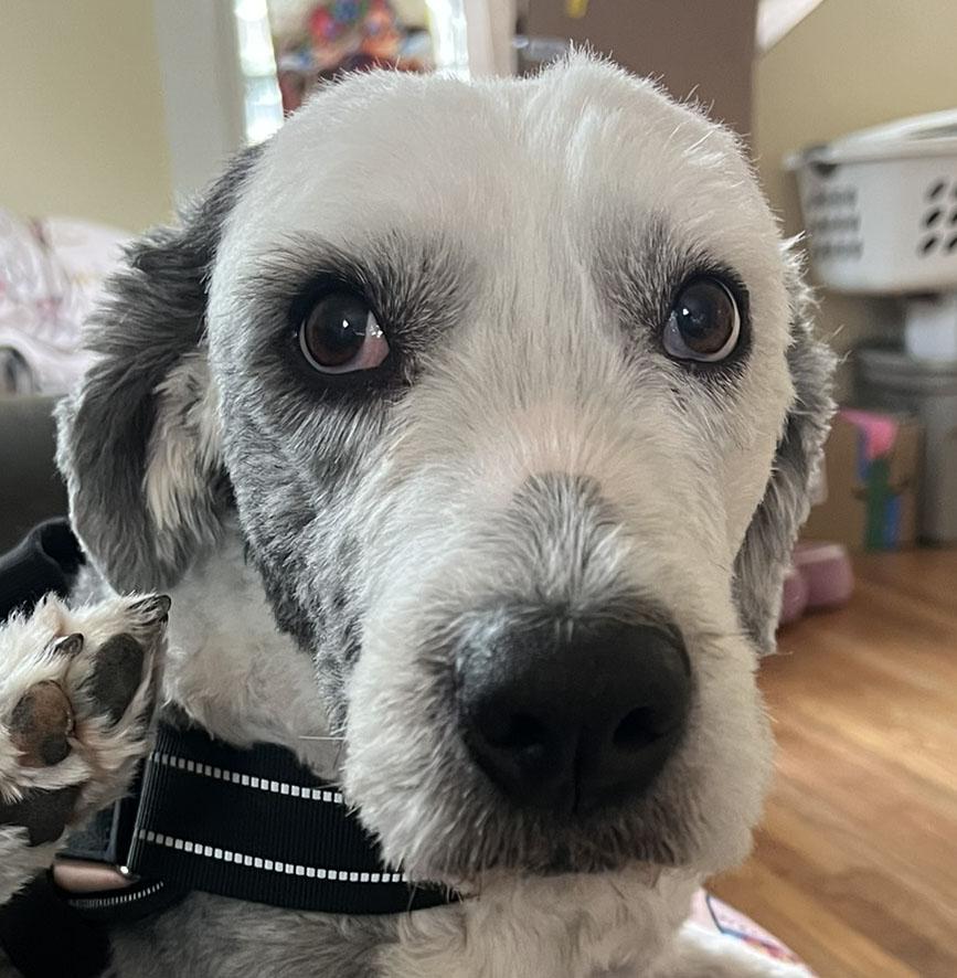 Lulu, ADOPTABLE, Adult Female Old English Sheepdog.