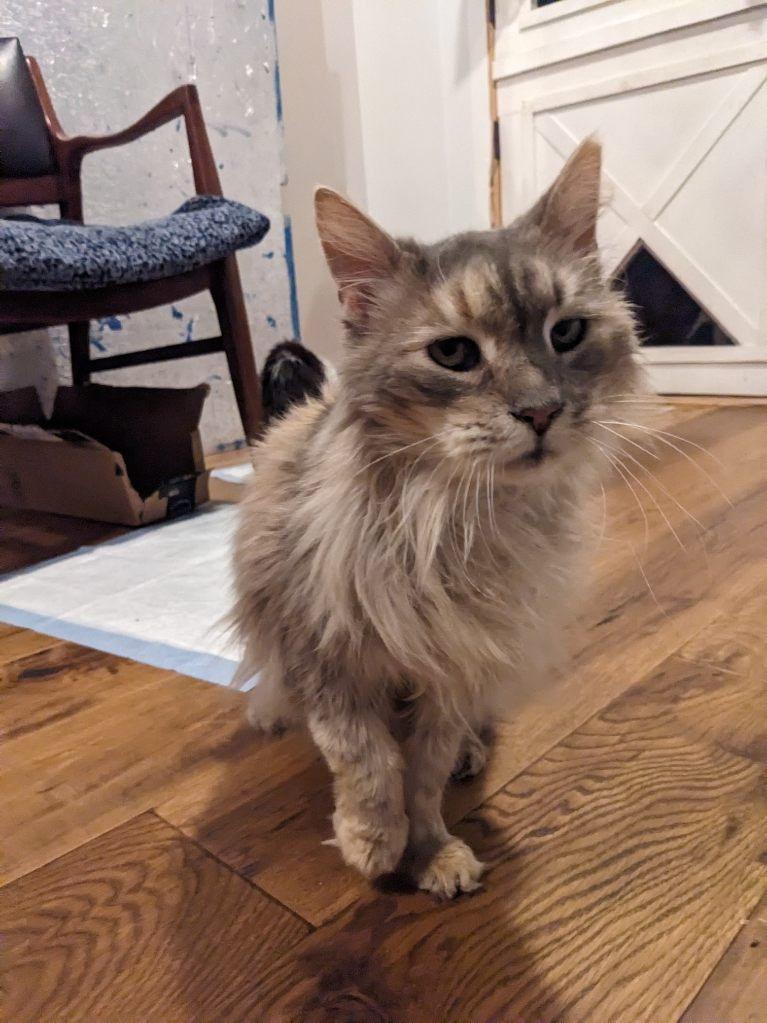 Enlarge Blue Fern , an adoptable Domestic Long Hair in Fairfax, VA image 3/5