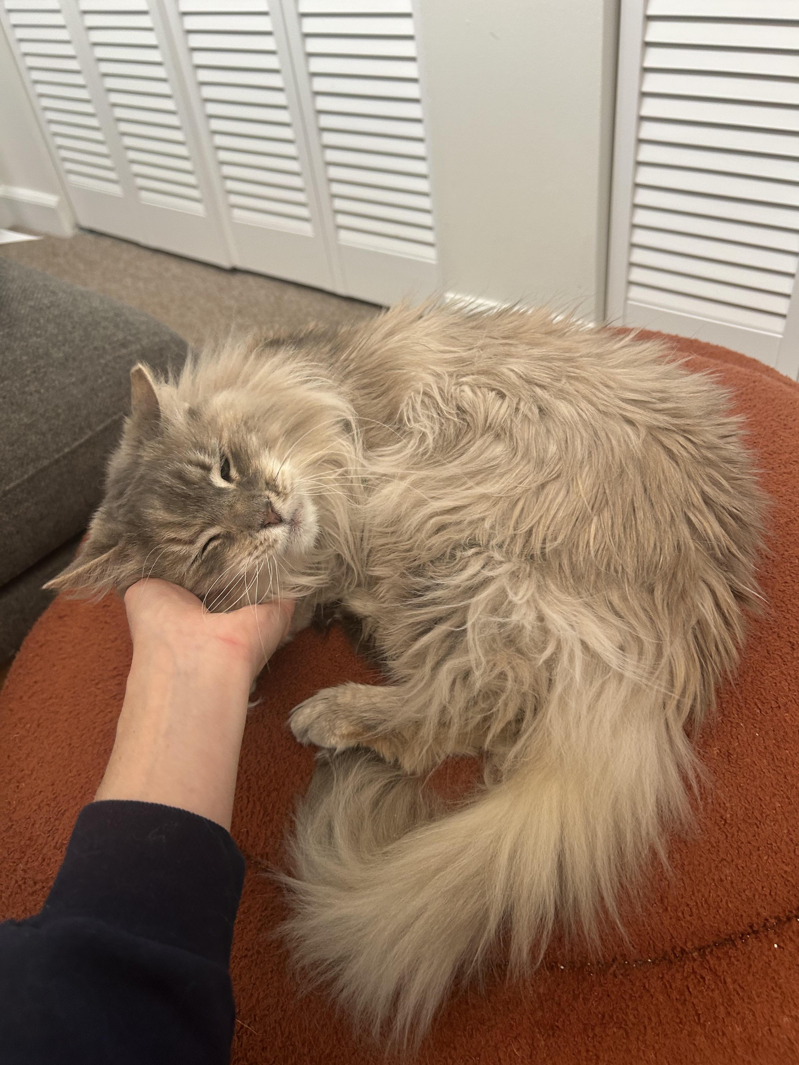 Blue Fern (M), an adoptable Domestic Long Hair in Fairfax, VA image 2/6