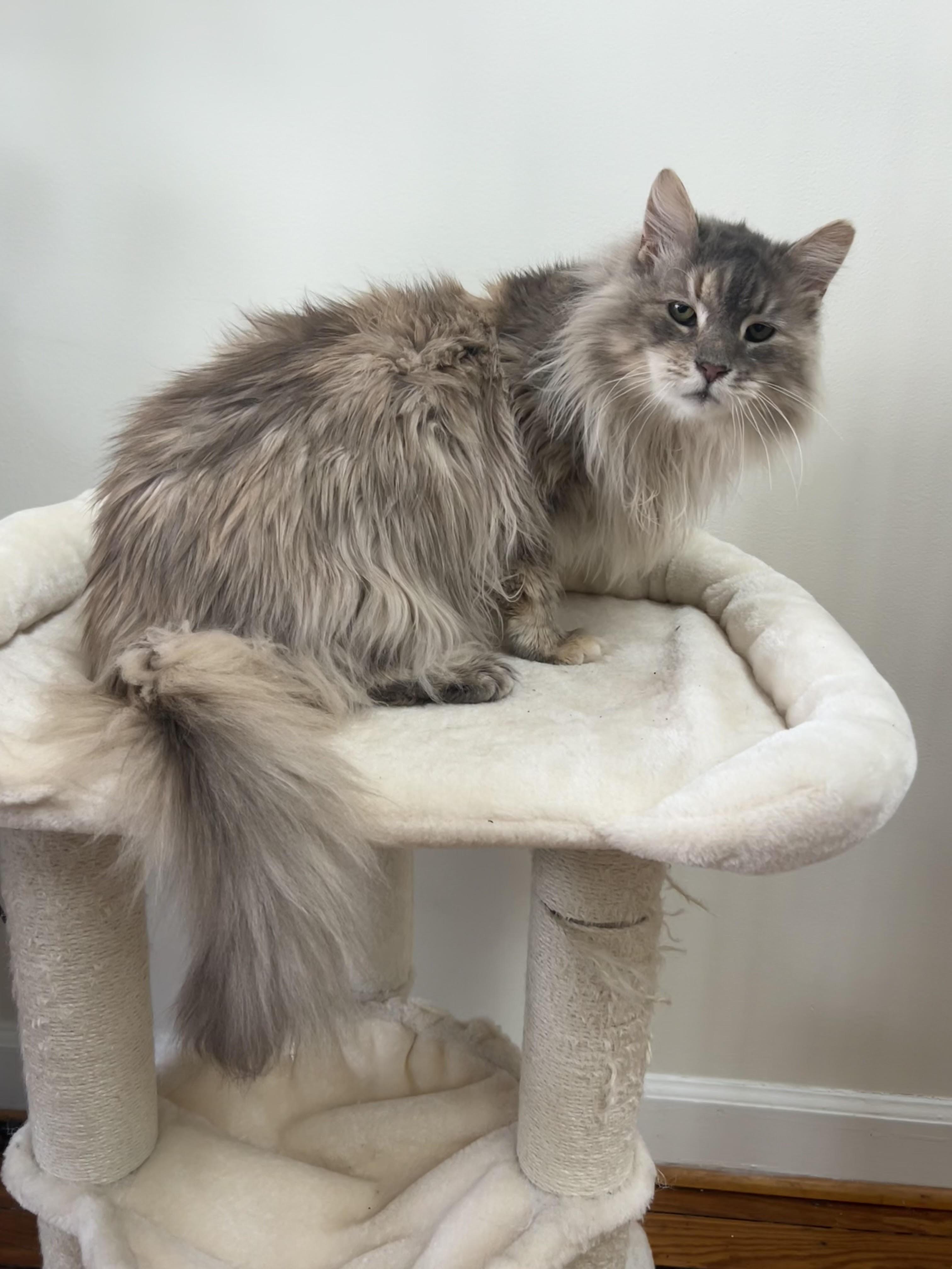 Blue Fern (M), an adoptable Domestic Long Hair in Fairfax, VA image 1/6