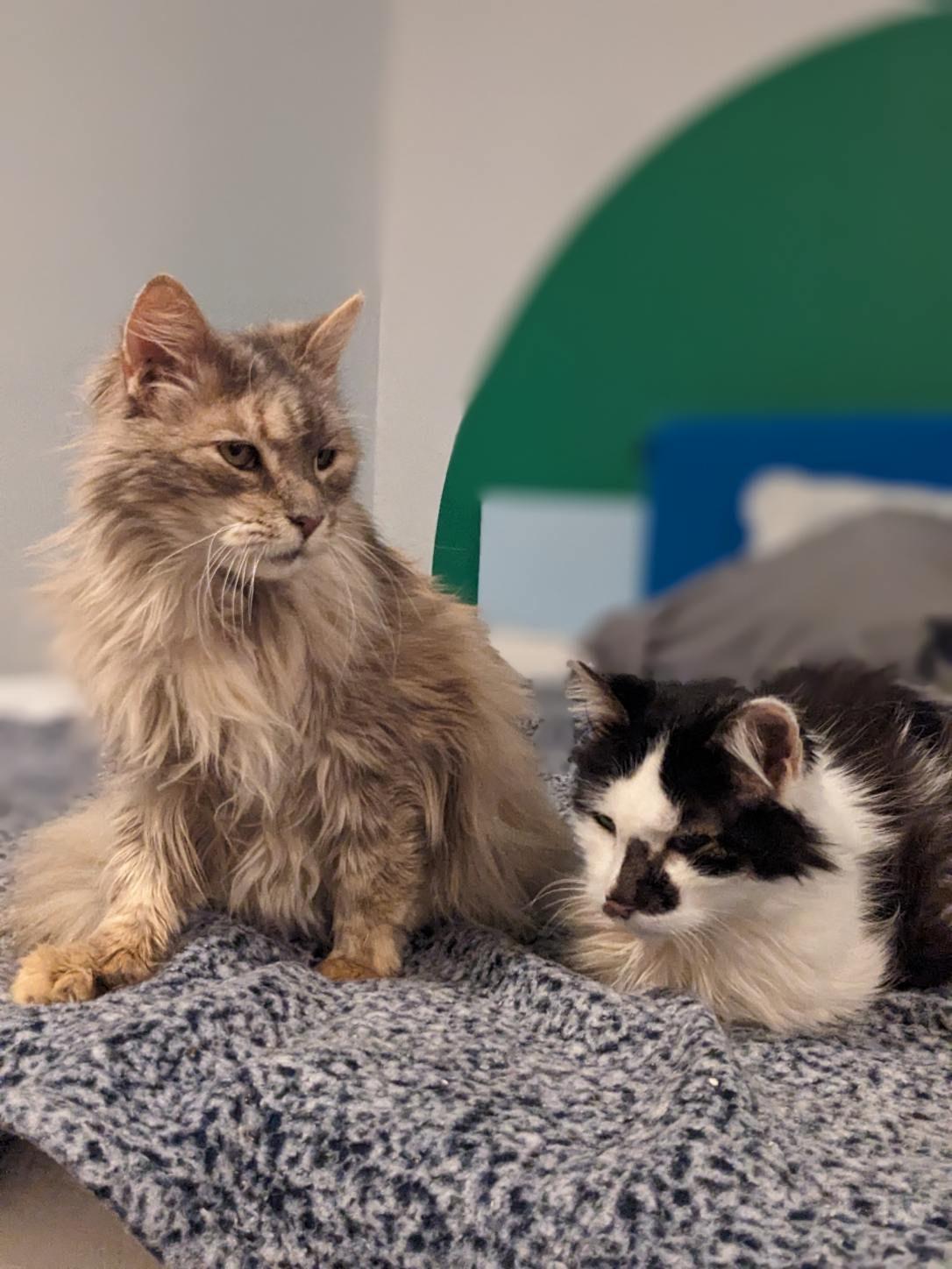 Enlarge Blue Fern , an adoptable Domestic Long Hair in Fairfax, VA image 2/5