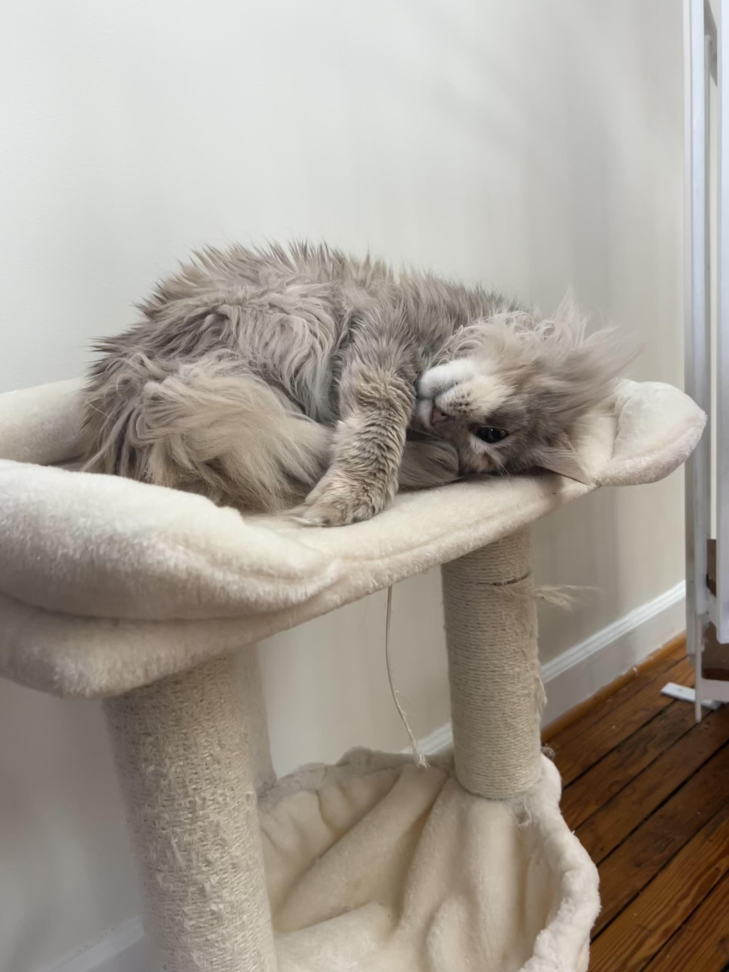 Blue Fern (M), an adoptable Domestic Long Hair in Fairfax, VA image 6/6