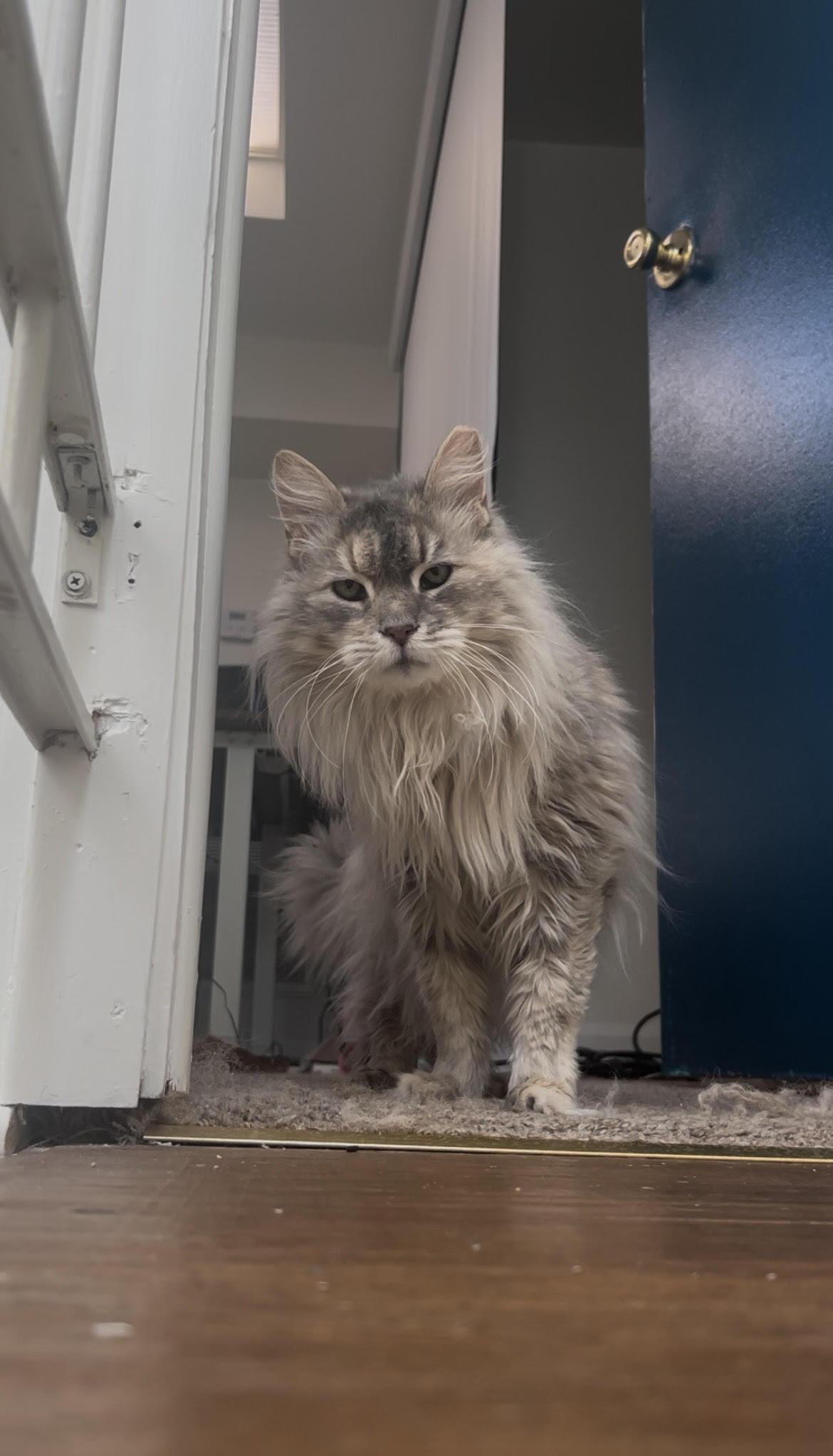 Blue Fern (M), an adoptable Domestic Long Hair in Fairfax, VA image 5/6