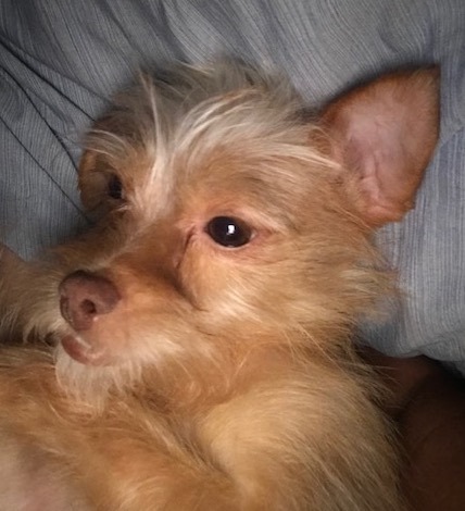 Catrina, Adopted, Young Female Norwich Terrier.