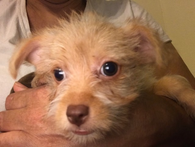 Catrina, a Adopted mixed breed in Kyle, TX image 2/4