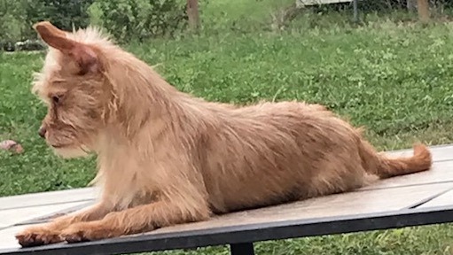 Catrina, a Adopted mixed breed in Kyle, TX image 3/4