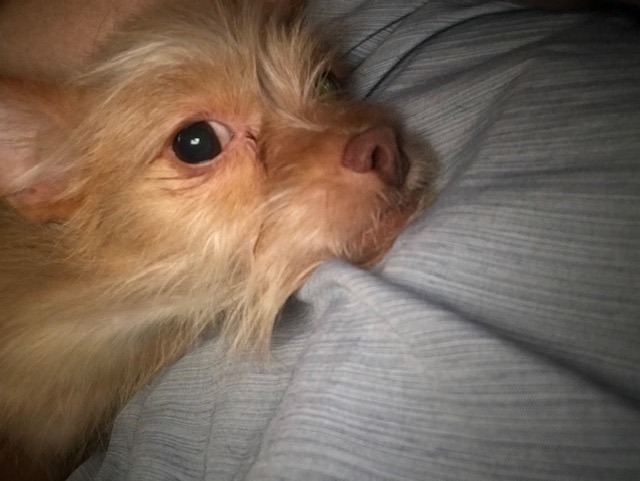 Catrina, a Adopted mixed breed in Kyle, TX image 4/4