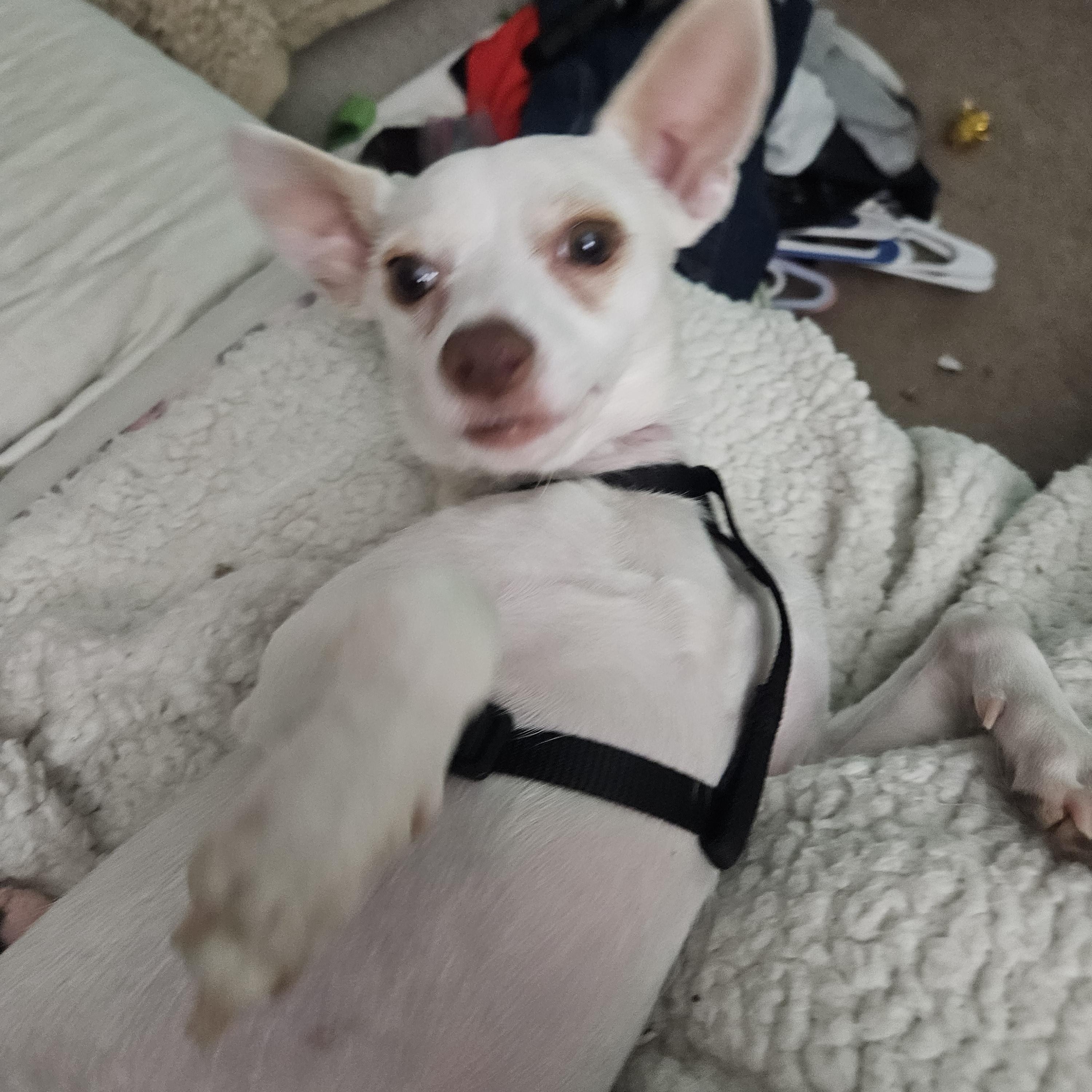 Enlarge Louie, a ADOPTABLE mixed breed in Orlando, FL image 3/5