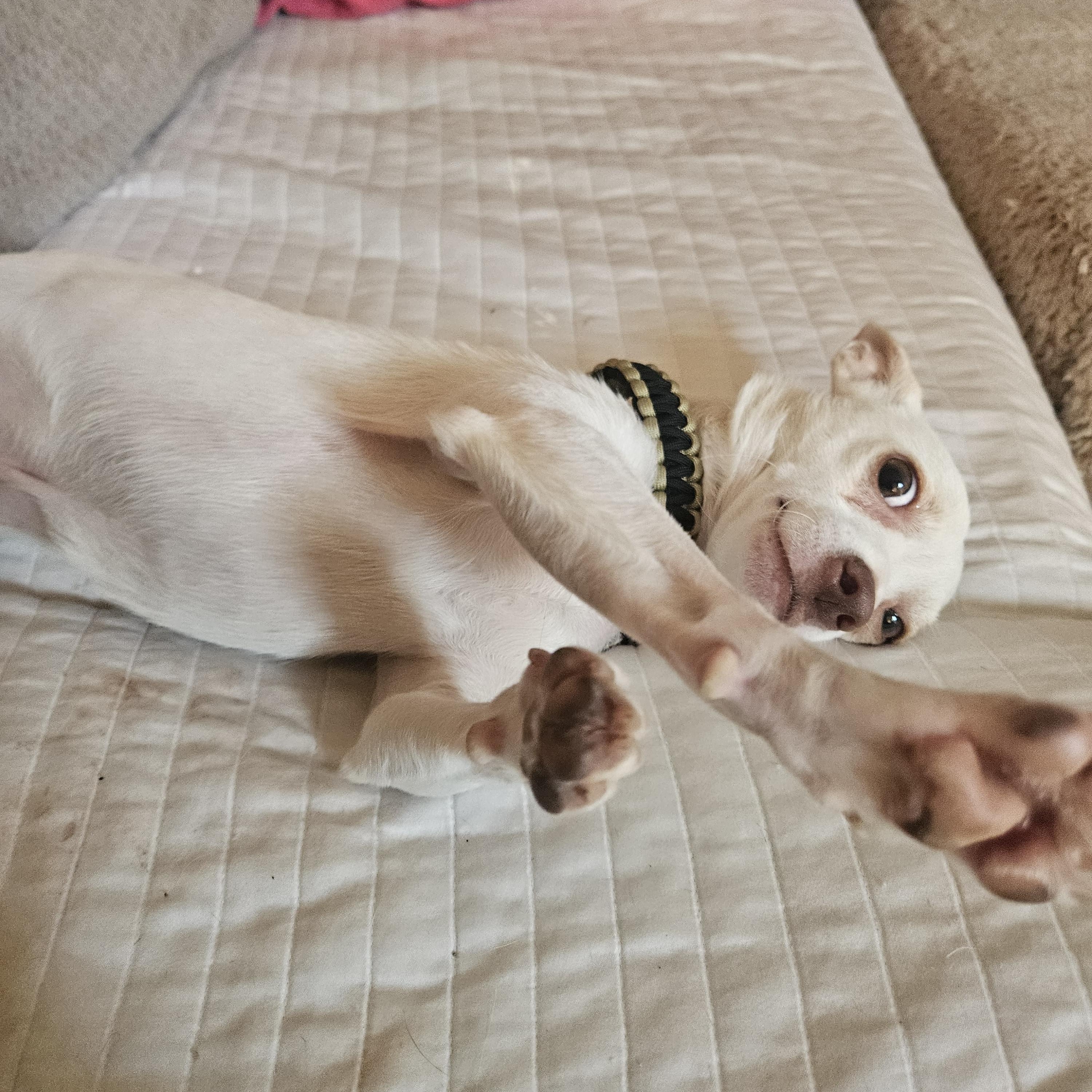 Enlarge Louie, a ADOPTABLE mixed breed in Orlando, FL image 4/5