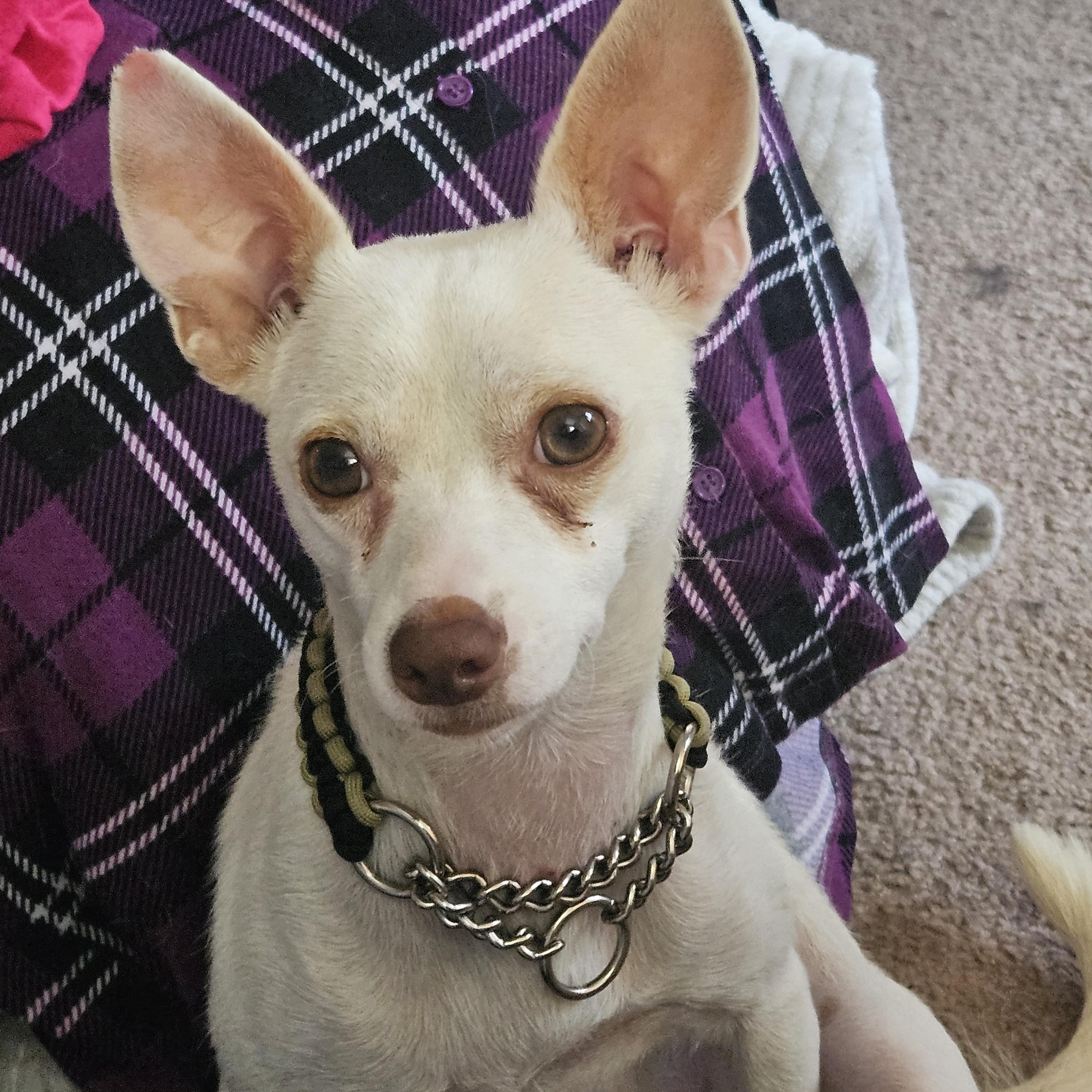 Louie, ADOPTABLE, Young Male Rat Terrier.