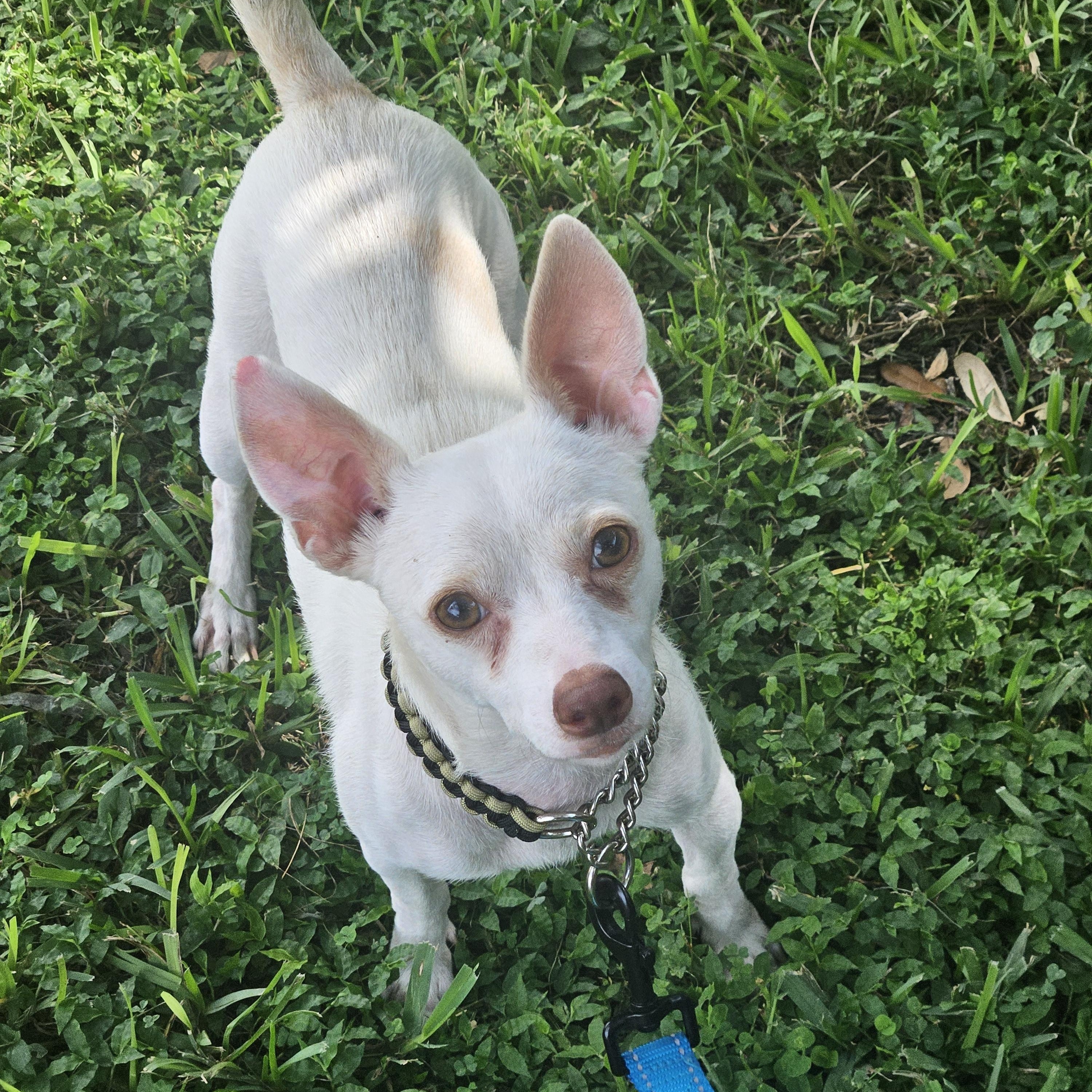 Enlarge Louie, a ADOPTABLE mixed breed in Orlando, FL image 5/5
