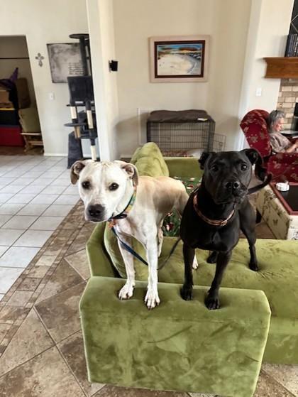 Enlarge Willow the Wiggliest 50168, an adoptable Mixed Breed in Oklahoma City, OK image 2/3