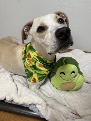 Willow the Wiggliest 50168, adoptable, Adult Female Mixed Breed.