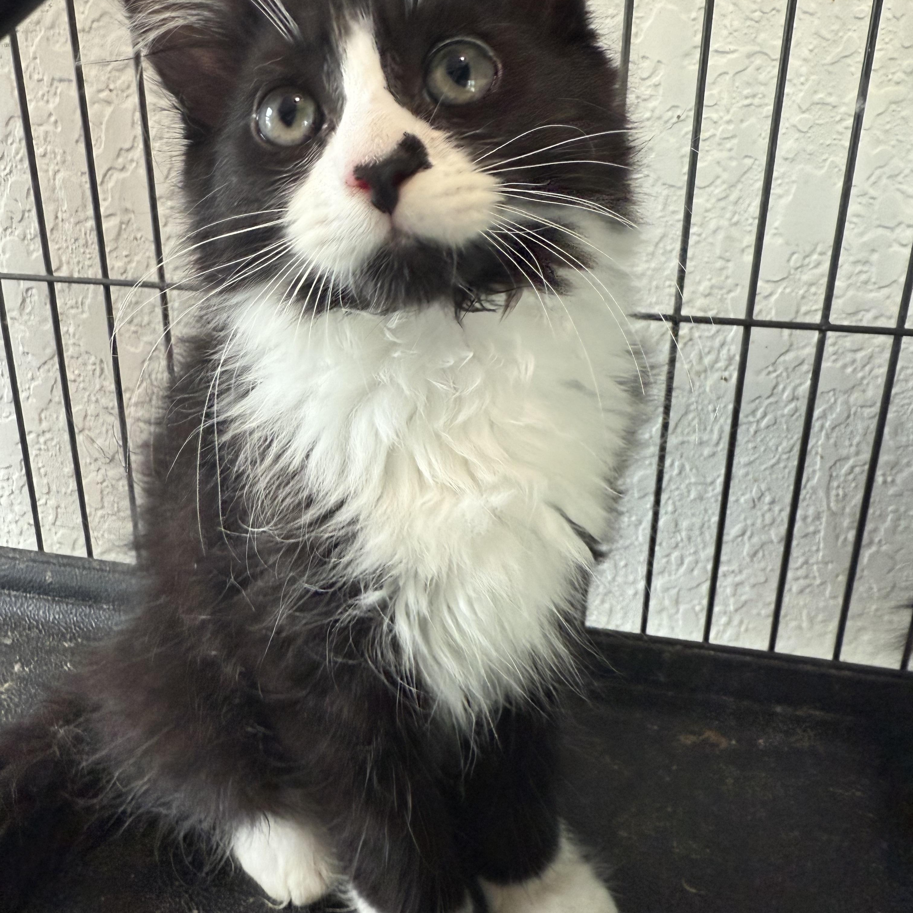 Tofu, Baby Female Domestic Long Hair