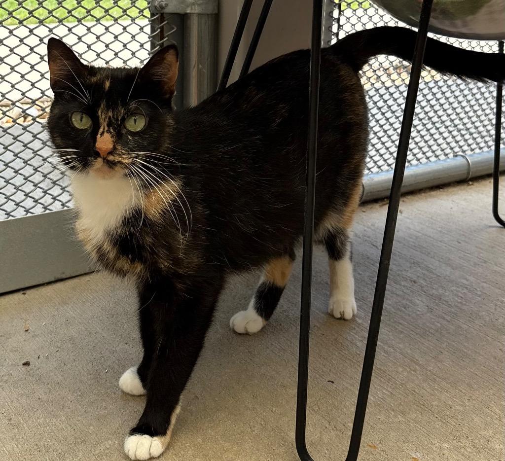 Fiona / AC 27758 D, Adoptable, Young Female Domestic Medium Hair.