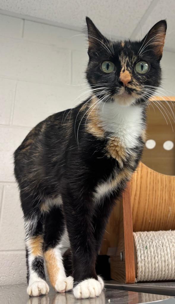 Enlarge Fiona / AC 27758 D, a Adoptable mixed breed in Greeneville, TN image 1/3