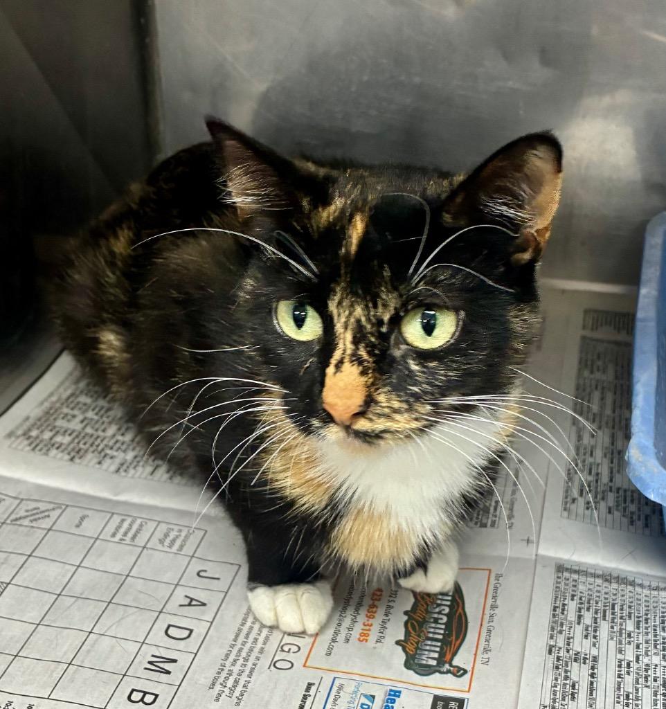 Enlarge Fiona / AC 27758 D, a Adoptable mixed breed in Greeneville, TN image 2/3
