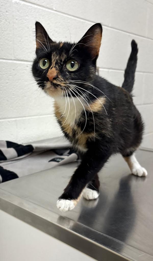 Enlarge Fiona / AC 27758 D, a Adoptable mixed breed in Greeneville, TN image 3/3