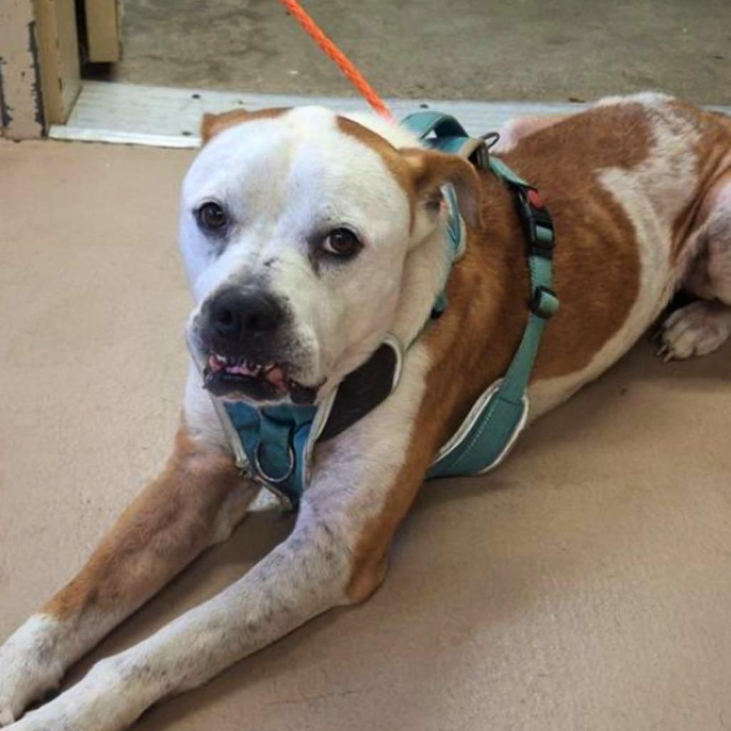 Frank, Adoptable, Adult Male Mixed Breed.