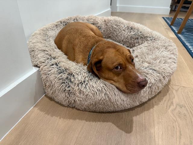 Dolly, a Adoptable American Staffordshire Terrier in Miami, FL image 2/4