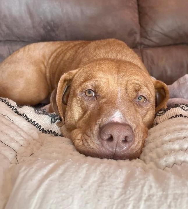 Dolly, a Adoptable American Staffordshire Terrier in Miami, FL image 3/4