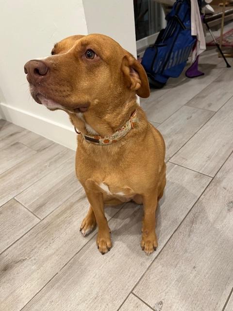 Dolly, a Adoptable American Staffordshire Terrier in Miami, FL image 4/4