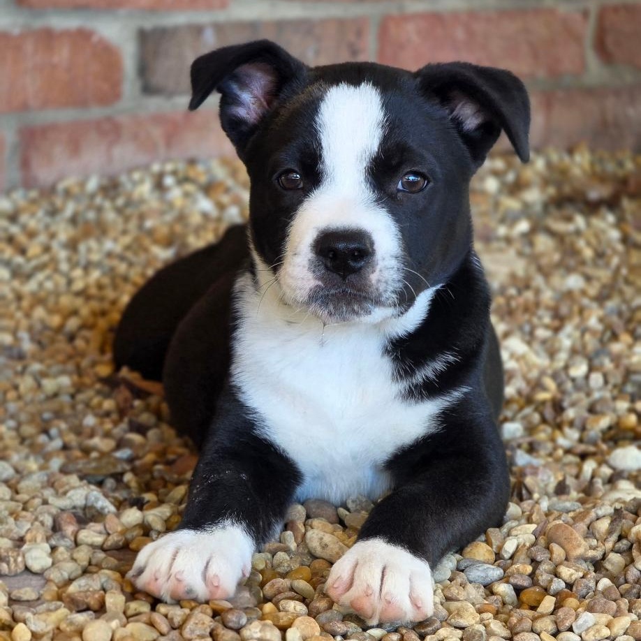 Tweety Bird, Adoptable, Puppy Female Mixed Breed.