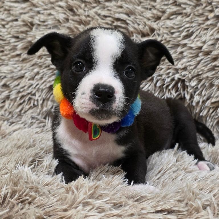 Tweety Bird, Adoptable, Puppy Female Mixed Breed.