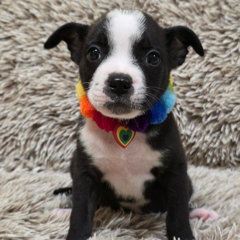 Enlarge Tweety Bird, a Adoptable Mixed Breed in Phenix City, AL image 3/5