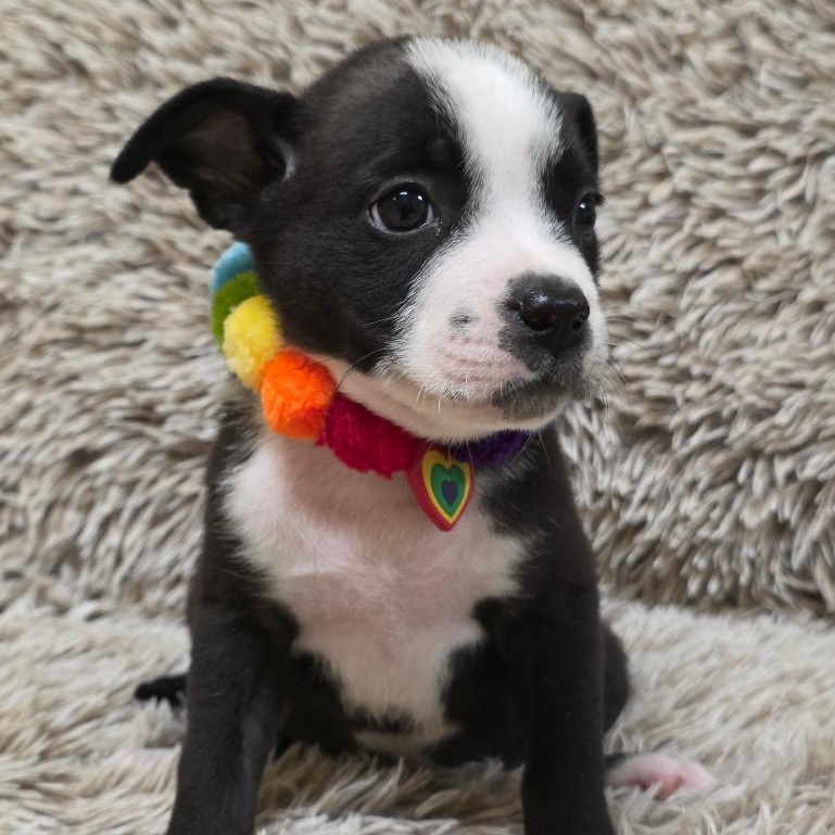 Enlarge Tweety Bird, a Adoptable Mixed Breed in Phenix City, AL image 4/5