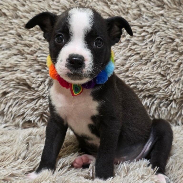 Enlarge Tweety Bird, a Adoptable Mixed Breed in Phenix City, AL image 2/5