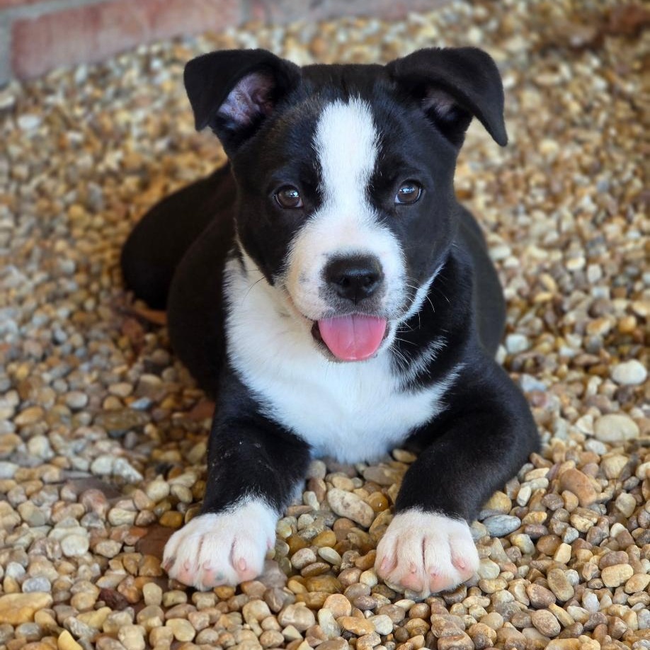 Enlarge Tweety Bird, a Adoptable Mixed Breed in Phenix City, AL image 2/4