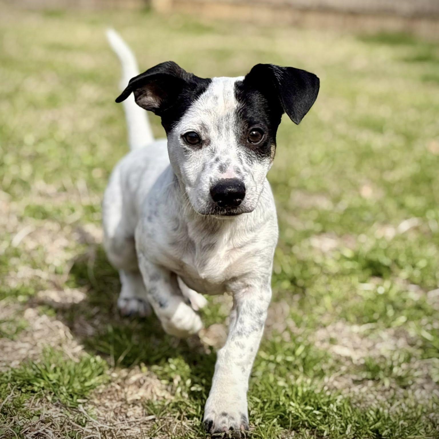 Enlarge Pete, a ADOPTABLE mixed breed in Meridian, MS image 1/1