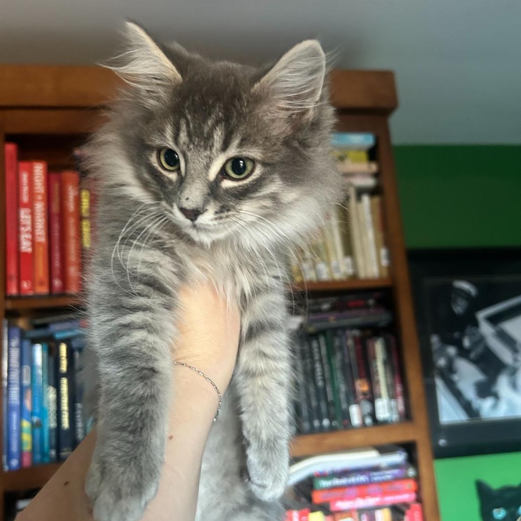 Enlarge Barry, a Adoptable Domestic Medium Hair in Escondido, CA image 1/2