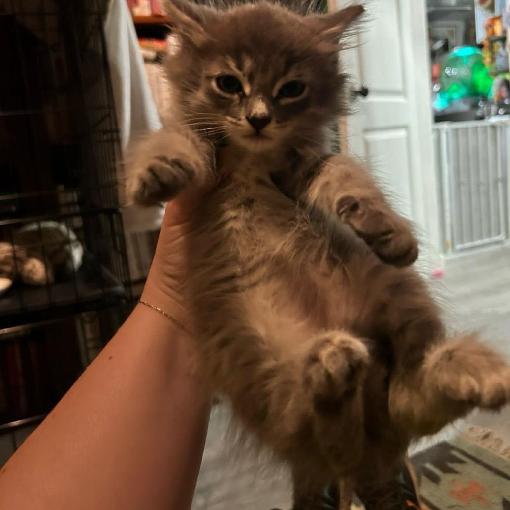 Enlarge Barry, a Adoptable Domestic Medium Hair in Escondido, CA image 2/2