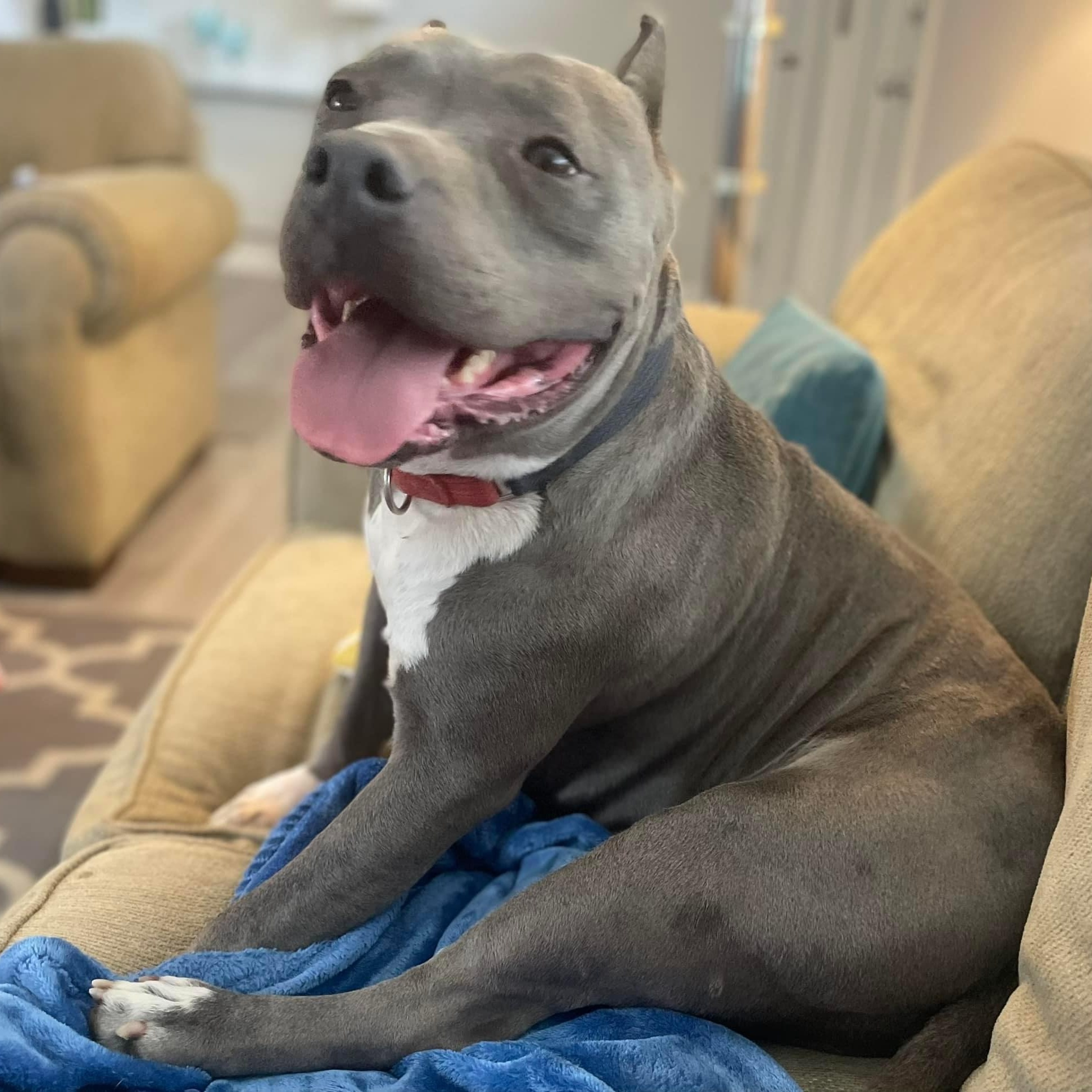 Enlarge Charlie, a Adopted American Bully in Seattle, WA image 4/5