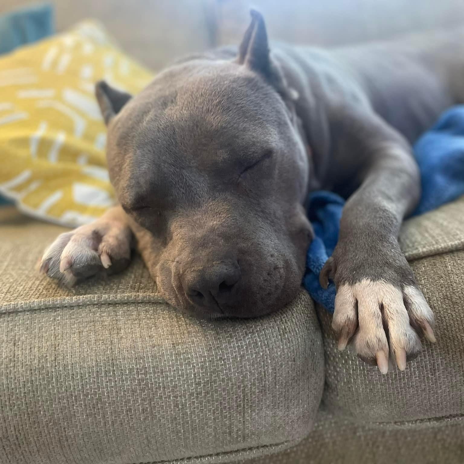 Charlie, Adopted, Adult Male American Bully.